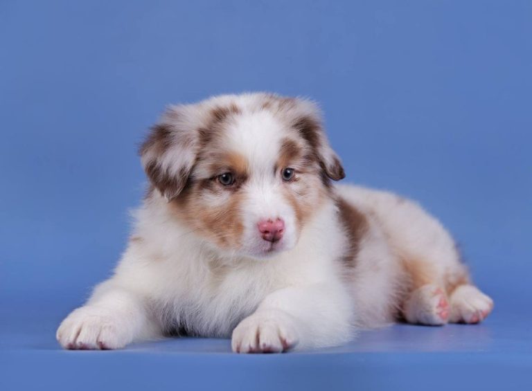 Девочка красный мерль