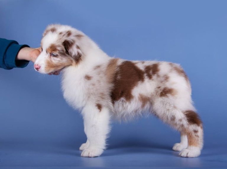 Наши новые щенки австралийской овчарки уже ищут дом