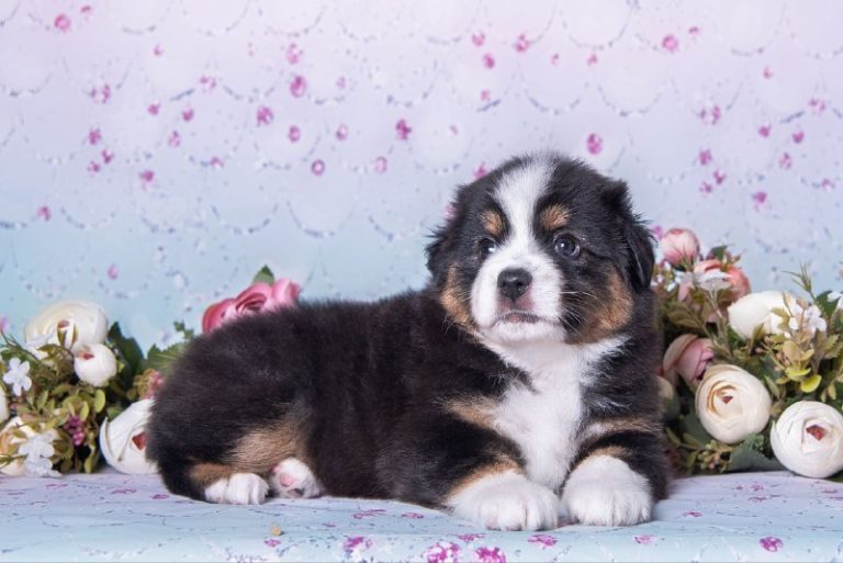 Девочка из помёта П