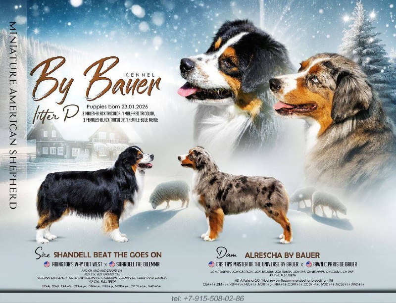 Наши аусси — гордость питомника