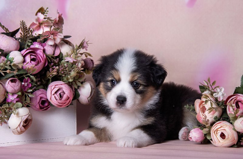 Лекси × Изюм — помёт П