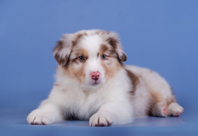 Наши красавцы на прогулке