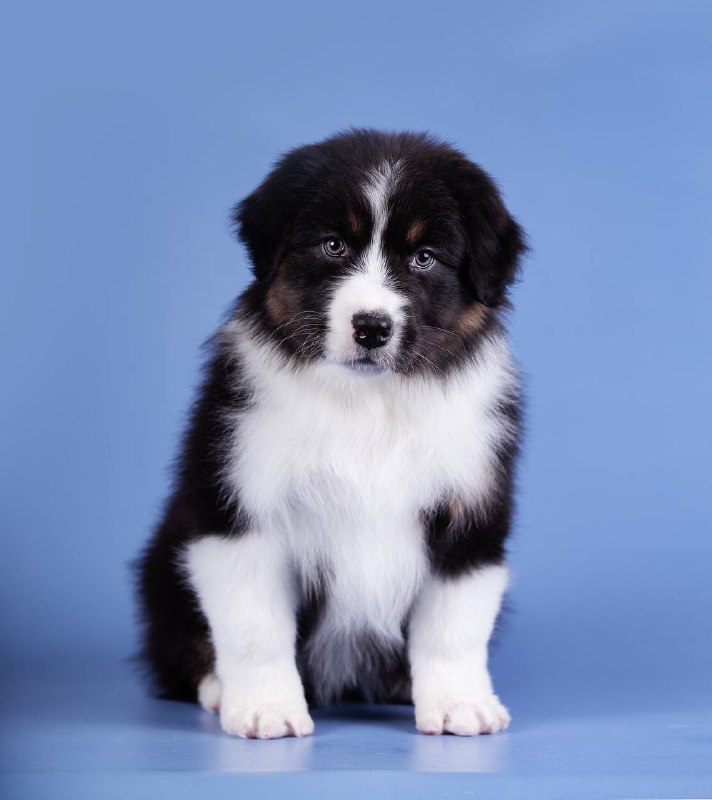 Австралийская овчарка — темперамент и красота