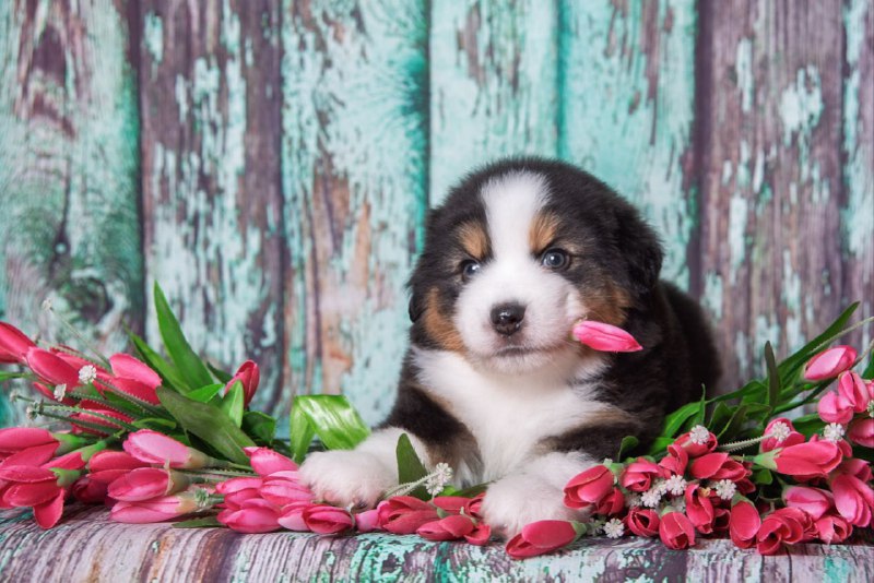 Выставка — питомник by Bauer