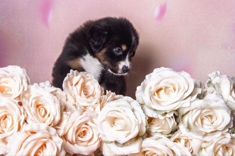 Аусси — лучшие моменты