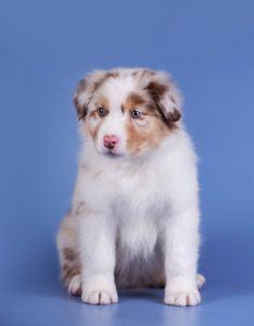 Кобель LIKE by Bauer