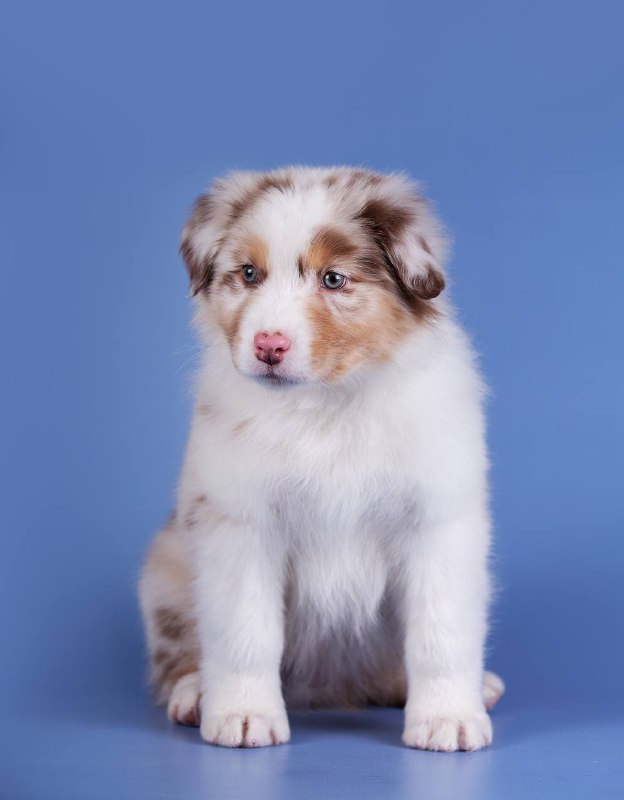 Кобель LIKE by Bauer