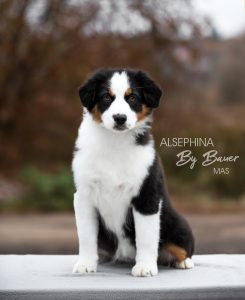 ALSEPHINA by Bauer ~ МАСЯ, Мини-американская овчарка, фото 8 — питомник by Bauer