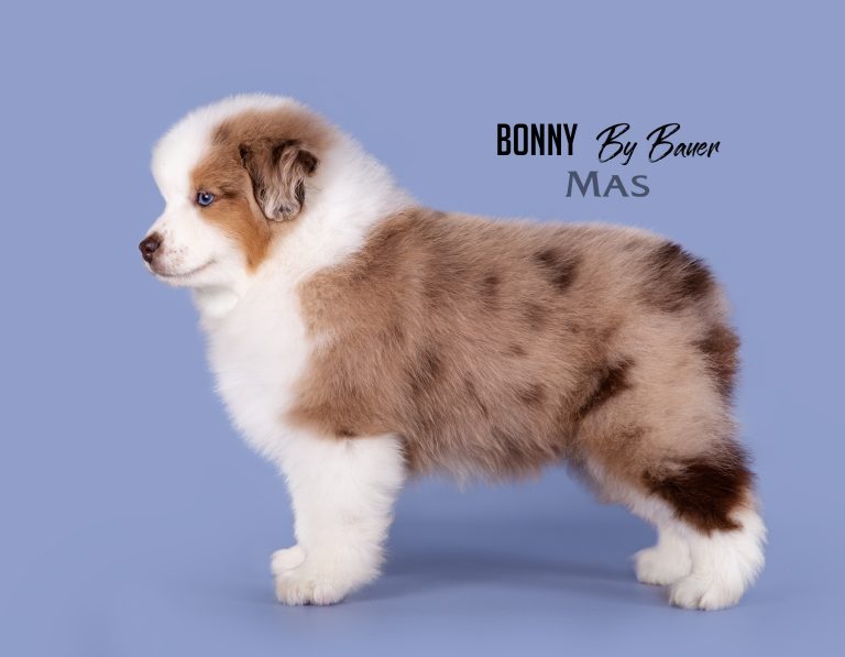 Bonny by Bauer ~