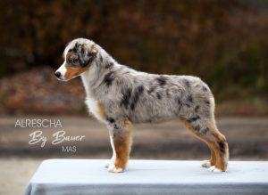 Alresha by Bauer ~ ТАЙРА, Мини-американская овчарка, фото 10 — питомник by Bauer