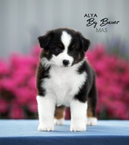 Alya by Bauer ~ МАСЯ, Мини-американская овчарка, фото 15 — питомник by Bauer