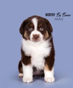 Worthy by Bauer ~ АЙСА, Мини-американская овчарка, фото 1 — питомник by Bauer