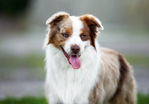 Bis by Bauer ~ БИСКВИТ, Мини-американская овчарка, фото 1 — питомник by Bauer