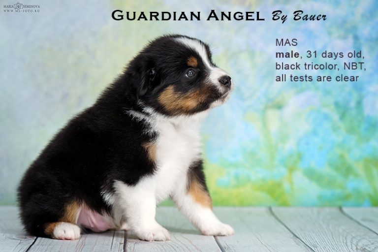 Guardin Angel by Bauer