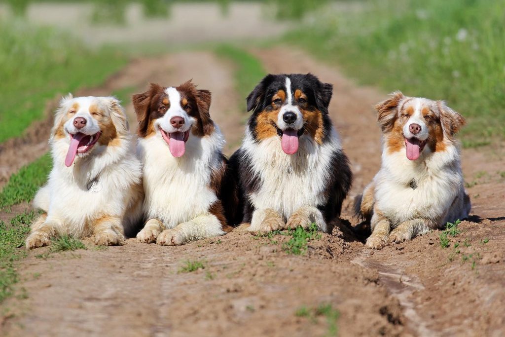Аусси — лучшие моменты
