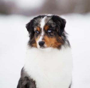 AVIOR by Bauer ~ ТАШ, Мини-американская овчарка, фото 10 — питомник by Bauer