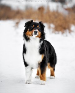 Ashera by Bauer~ШЕРИ аусси, Австралийская овчарка, фото 2 — питомник by Bauer