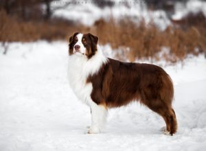 Ambassador by Bauer ~ ТОР, Австралийская овчарка, фото 11 — питомник by Bauer