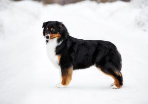 Ashera by Bauer~ШЕРИ аусси, Австралийская овчарка, фото 1 — питомник by Bauer