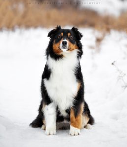 Ashera by Bauer~ШЕРИ аусси, Австралийская овчарка, фото 3 — питомник by Bauer