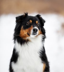 Ashera by Bauer~ШЕРИ аусси, Австралийская овчарка, фото 4 — питомник by Bauer