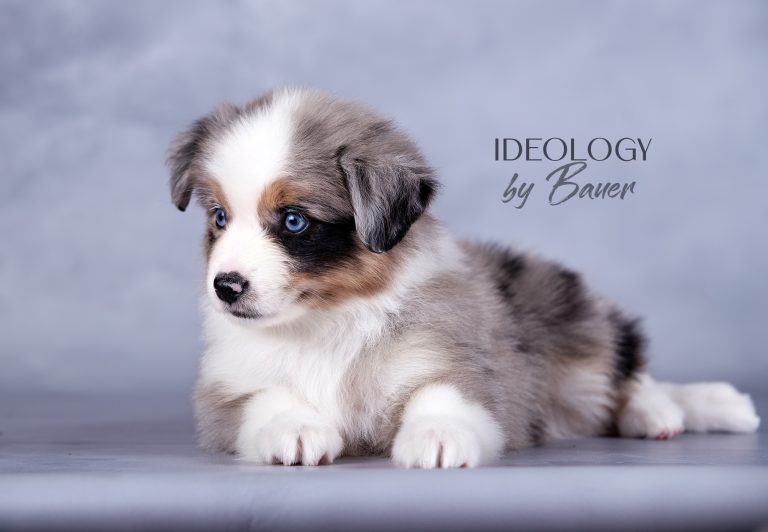 Ideology by Bauer ~