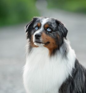 AVIOR by Bauer ~ ТАШ, Мини-американская овчарка, фото 3 — питомник by Bauer