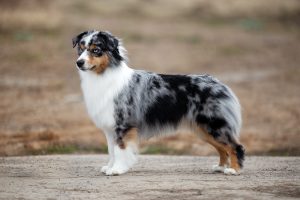 Wealth by Bauer ~ ВЕЛСИ, Мини-американская овчарка, фото 10 — питомник by Bauer