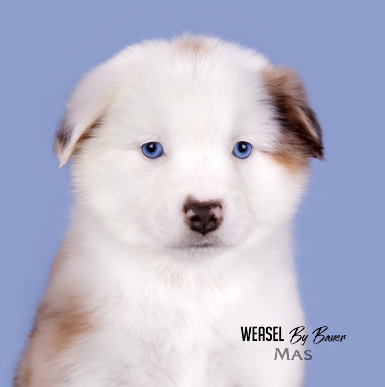 Weasel by Bauer ~ ШАНЯ