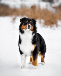 Ashera by Bauer~ШЕРИ аусси, Австралийская овчарка, фото 5 — питомник by Bauer