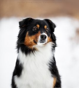 Ashera by Bauer~ШЕРИ аусси, Австралийская овчарка, фото 6 — питомник by Bauer