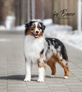 Fawn C Paris de Bauer ~ РИЧЕС, Мини-американская овчарка, фото 7 — питомник by Bauer