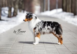 Fawn C Paris de Bauer ~ РИЧЕС, Мини-американская овчарка, фото 1 — питомник by Bauer