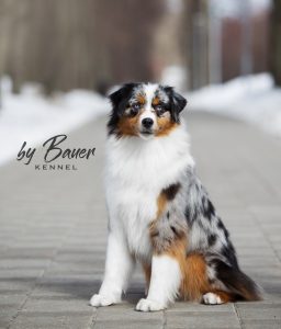 Fawn C Paris de Bauer ~ РИЧЕС, Мини-американская овчарка, фото 9 — питомник by Bauer
