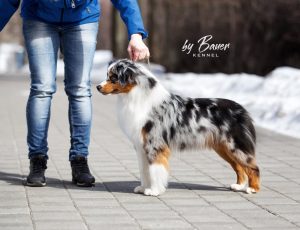 Fawn C Paris de Bauer ~ РИЧЕС, Мини-американская овчарка, фото 3 — питомник by Bauer