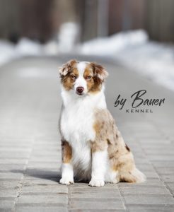 Blue Elks Nirvana by Bauer ~ УМА, Мини-американская овчарка, фото 2 — питомник by Bauer