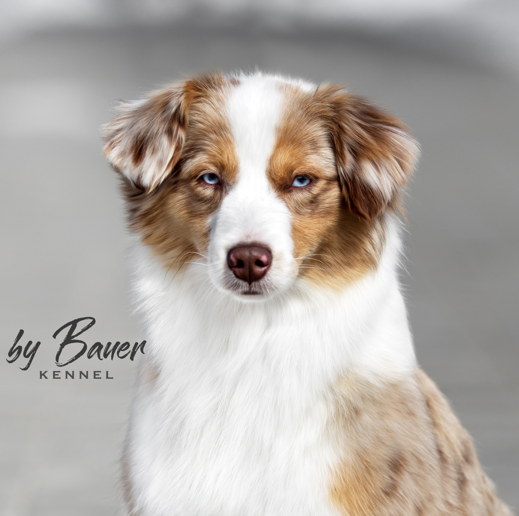 Мать собаки Born to Win by Bauer ~ БЬЁРН: Blue Elks Nirvana by Bauer ~ УМА (г.Нижний Новгород), Мини-американская овчарка — питомник by Bauer