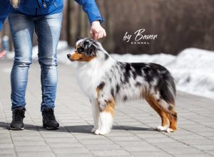 Fawn C Paris de Bauer ~ РИЧЕС, Мини-американская овчарка, фото 2 — питомник by Bauer