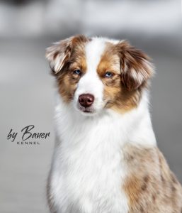Blue Elks Nirvana by Bauer ~ УМА, Мини-американская овчарка, фото 5 — питомник by Bauer