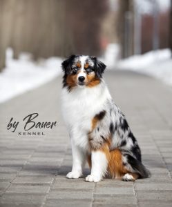 Fawn C Paris de Bauer ~ РИЧЕС, Мини-американская овчарка, фото 11 — питомник by Bauer