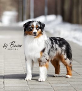 Fawn C Paris de Bauer ~ РИЧЕС, Мини-американская овчарка, фото 13 — питомник by Bauer