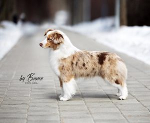 Blue Elks Nirvana by Bauer ~ УМА, Мини-американская овчарка, фото 4 — питомник by Bauer