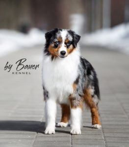 Fawn C Paris de Bauer ~ РИЧЕС, Мини-американская овчарка, фото 12 — питомник by Bauer
