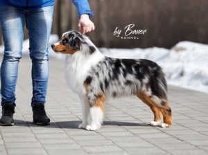 Fawn C Paris de Bauer ~ РИЧЕС, Мини-американская овчарка, фото 8 — питомник by Bauer
