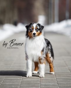 Fawn C Paris de Bauer ~ РИЧЕС, Мини-американская овчарка, фото 10 — питомник by Bauer