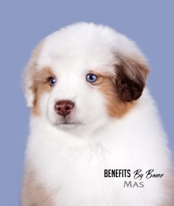 Benefits by Bauer ~ БЕНЯ, Мини-американская овчарка, фото 2 — питомник by Bauer