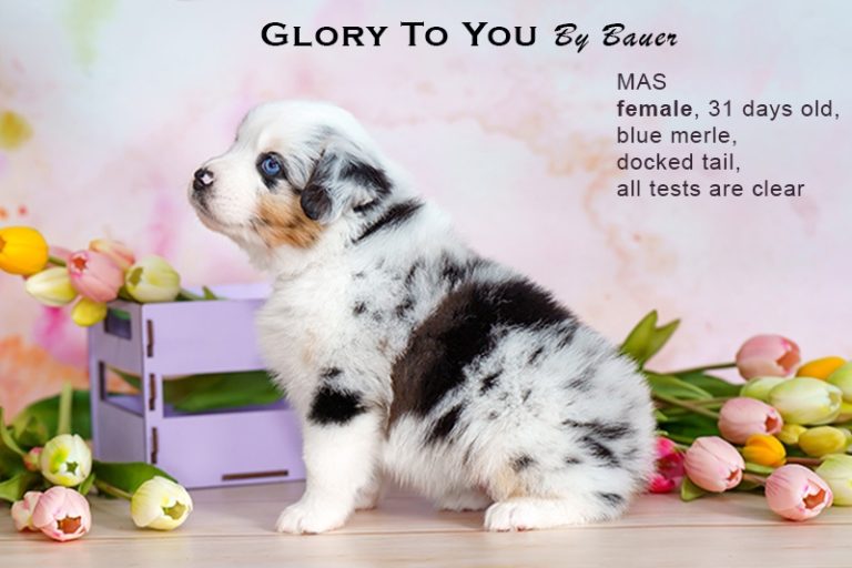 Glory to You by Bauer