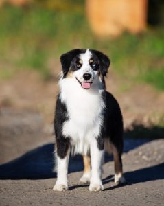 Born to Win by Bauer ~ БЬЁРН, Мини-американская овчарка, фото 1 — питомник by Bauer