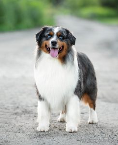 AVIOR by Bauer ~ ТАШ, Мини-американская овчарка, фото 2 — питомник by Bauer