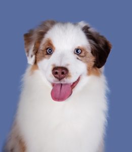 Benefits by Bauer ~ БЕНЯ, Мини-американская овчарка, фото 1 — питомник by Bauer